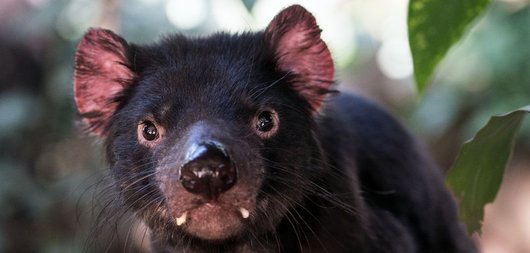 Image of Write a poem about extinction and we’ll donate $1 to Rewilding Australia